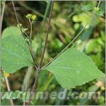 點擊放大 艾葉提取物 艾葉提取物