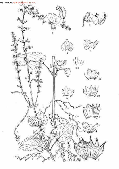 點擊放大 毛喉鞘蕊花提取物